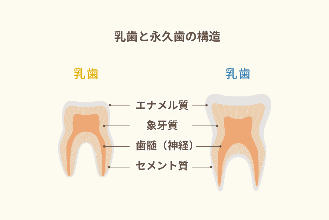 乳歯と永久歯の構造乳歯と永久歯の構造
