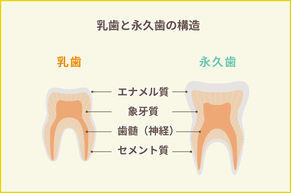 乳歯と永久歯の構造